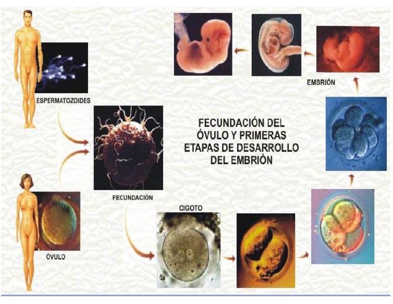 Reproduccion Humana | PDF
