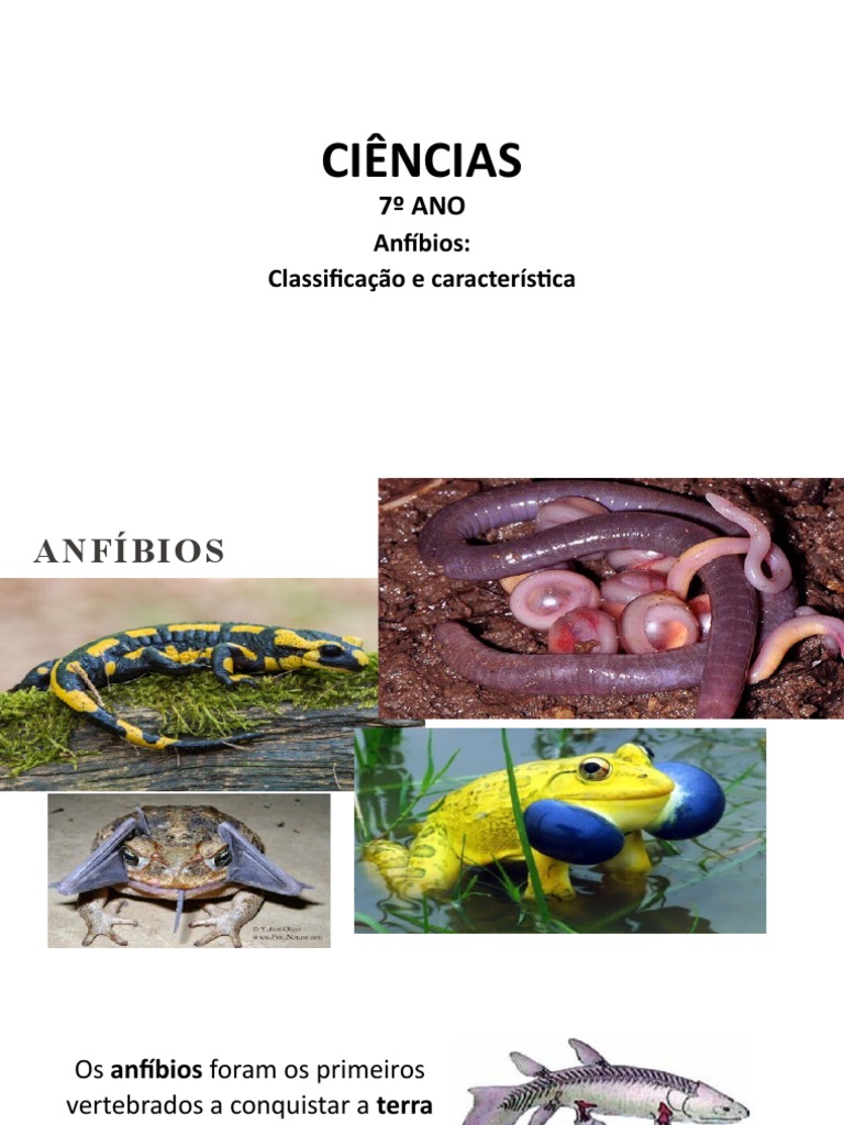 Características e Classificação dos Anfíbios | PDF | Sapo | Anfíbio