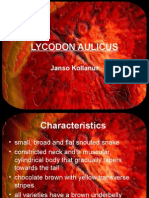 LYCODON AULICUS Janso Kollanur Characteristics • Small, Broad And
