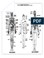 El Cuerpo Humano Con Nombres