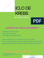 Ciclo de Krebs 1