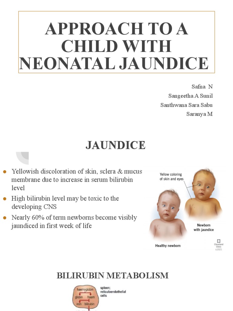 Neonatal Jaundice Seminar PDF Breastfeeding Anatomy