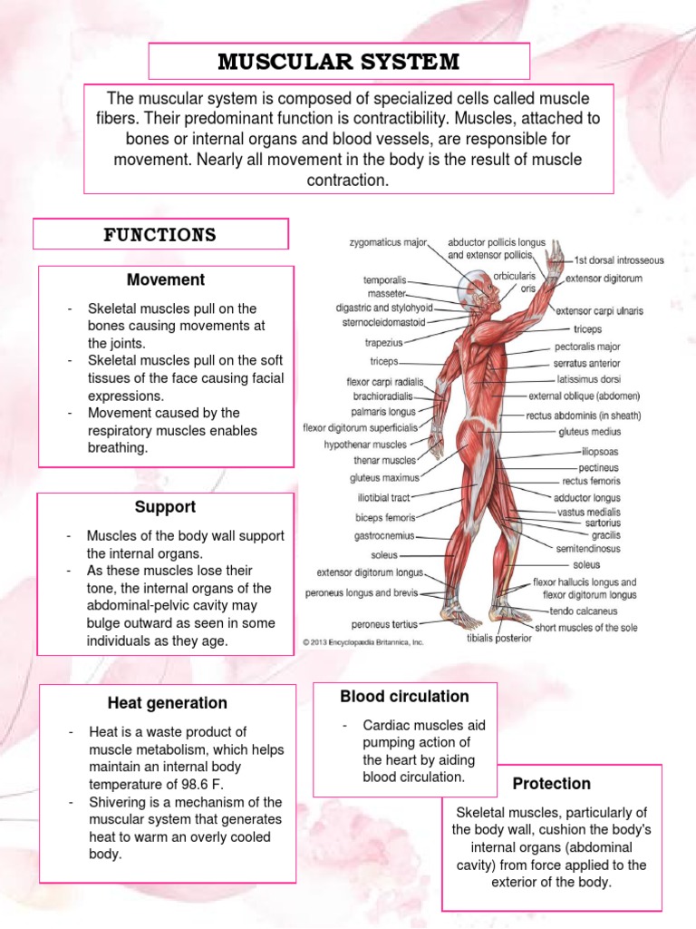 Muscular System | PDF