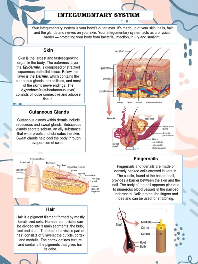 System | PDF | Skin | Integumentary System