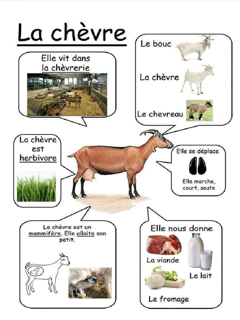La Chèvre PDF
