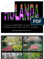 tulipanes_hollandeses