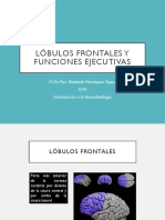 Lóbulos Frontales y Funciones Ejecutivas