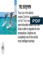 The Dolphin