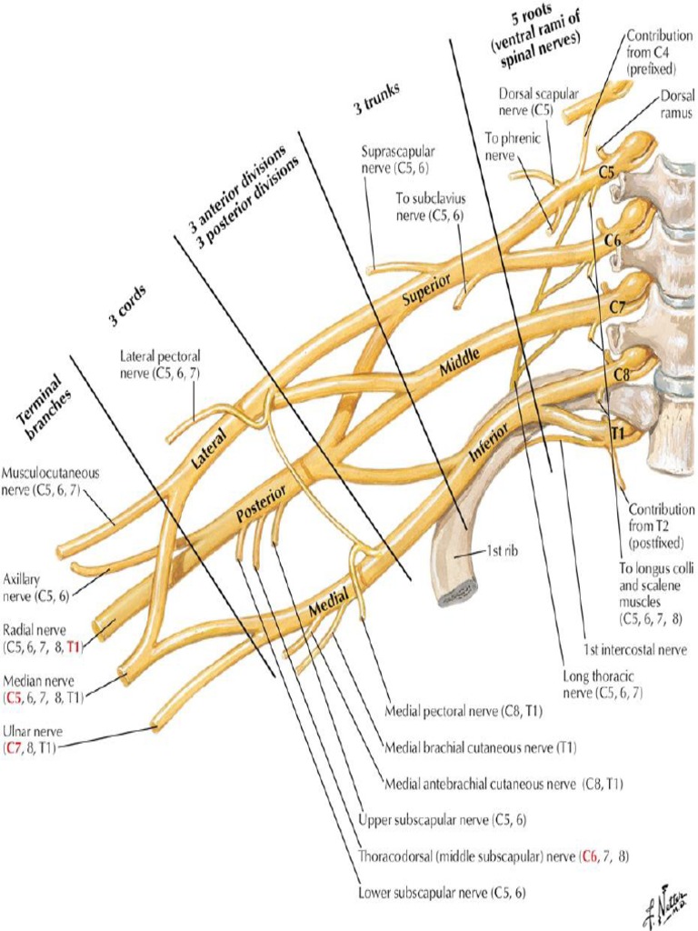 Plexus Brachialis Fasciculus Nerves and Truncus PDF