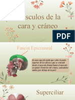 Musculos de La Cara y El Craneo