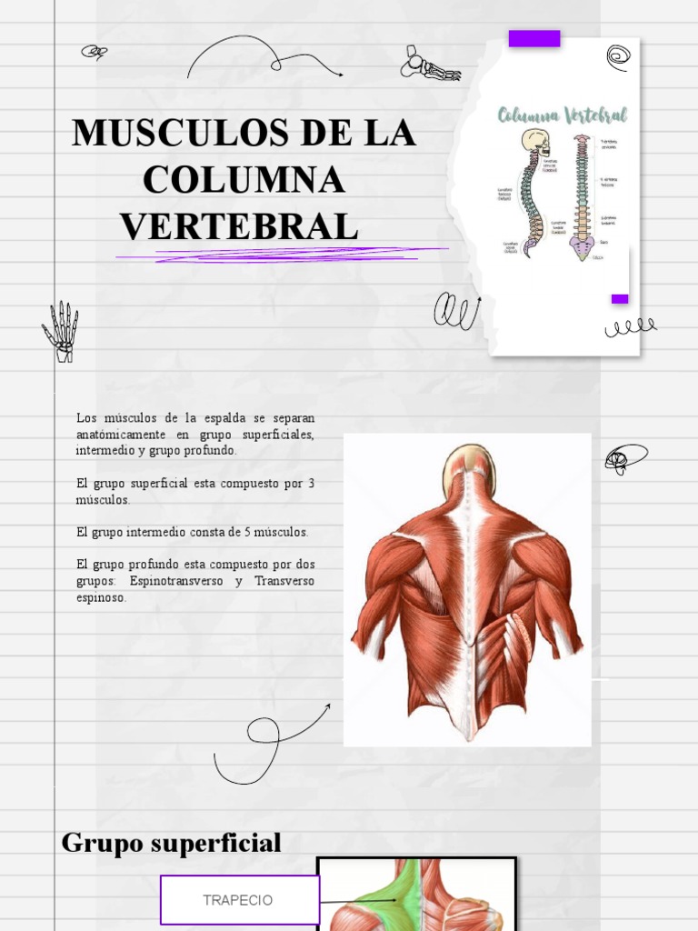 Musculos de La Columna Vertebral | PDF | La columna vertebral | Vértebra, image size:768x1024