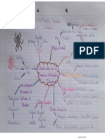 Mapa Mental Entomologia Orden de Los Insectos