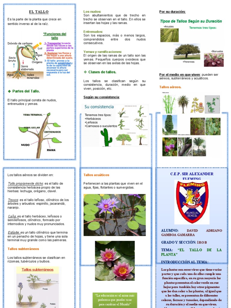 Tipos de Tallos en Plantas | PDF | Tallo de la planta | Hoja