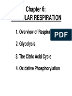 Cell Respiration