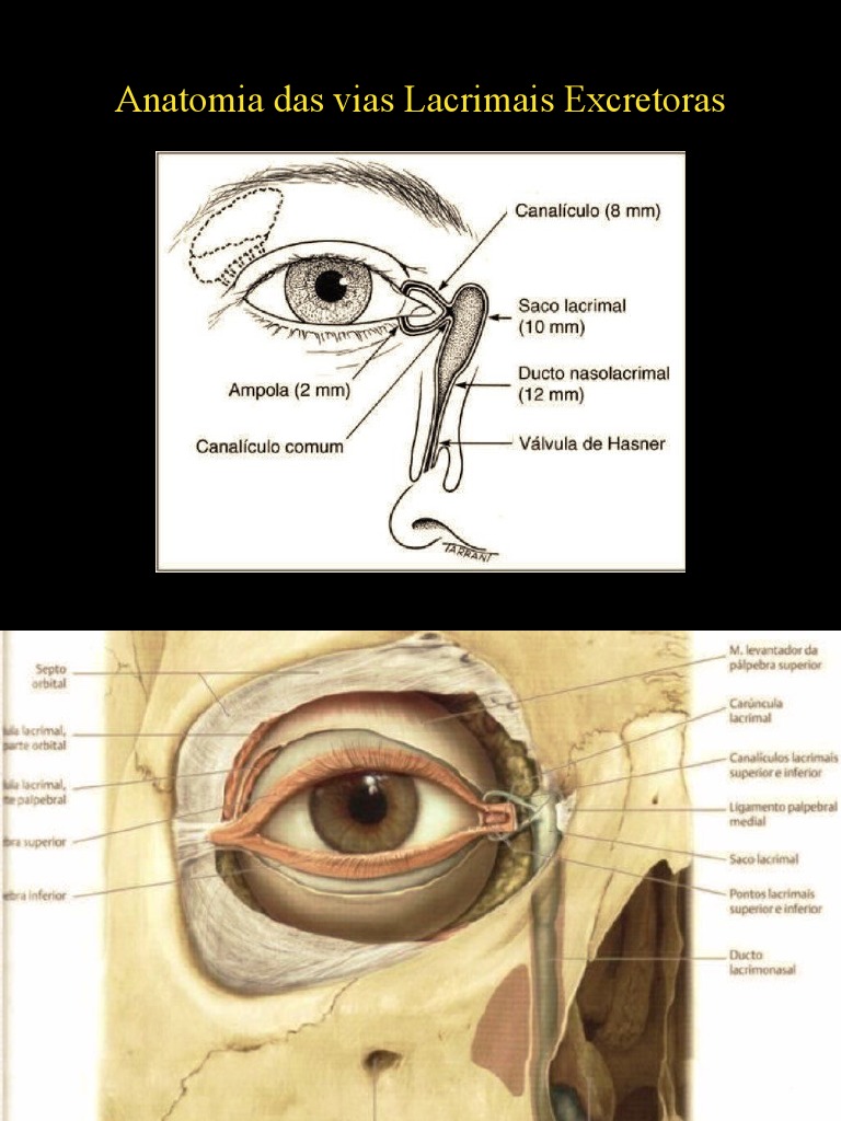 Anatomia, Fisiologia e Propedêutica Das Vias Lacrimais | PDF | Traços ...