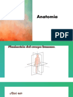 Anatomía