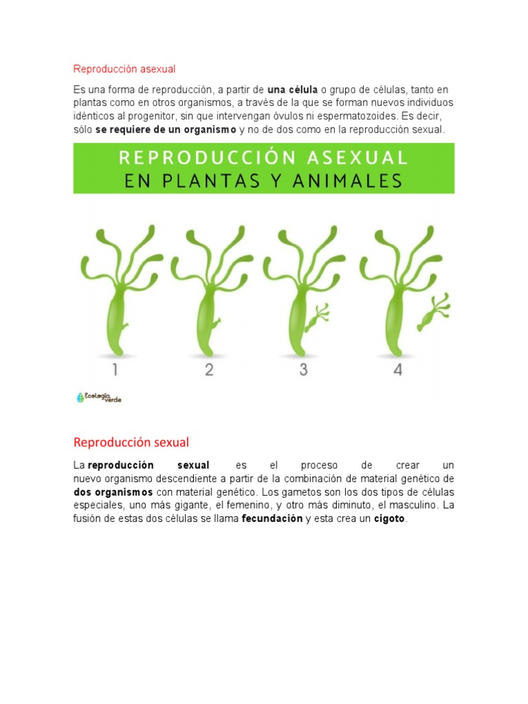 Reproducción Asexual y Sexual | PDF