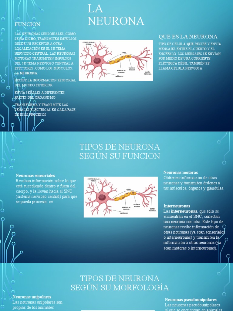 Estructura y Funciones de las Neuronas | PDF | Neurona | Sistema nervioso
