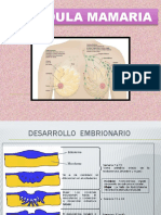 Diapositivas Glandulas Marias