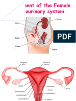 Assessment of the Female and Male Genitourinary Systems