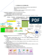 Biología Tema 5 Cerebro