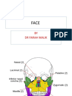 Face Anatomy