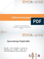 Sistema Circulatorio S5 - Clase 2