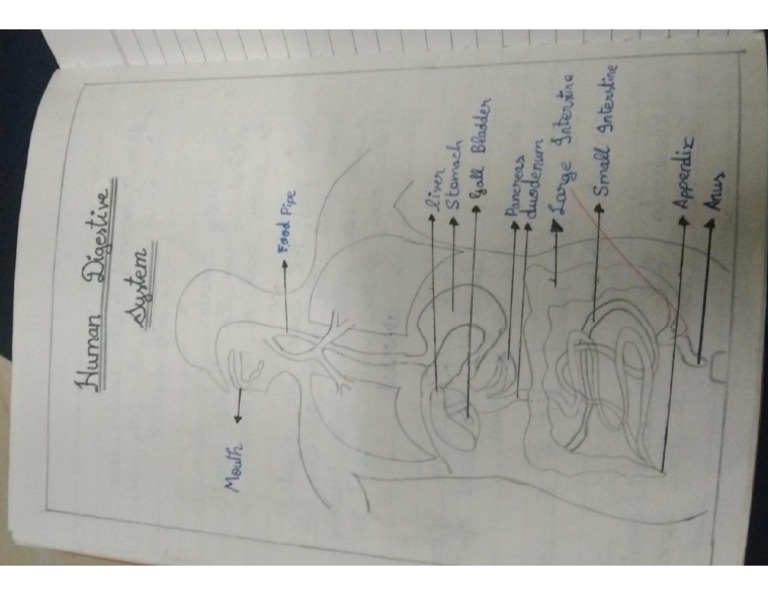 Human Digestive System | PDF
