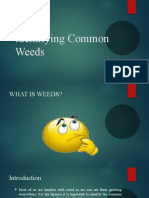 Common Weeds