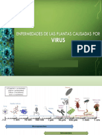 Virus Fitopatogenos