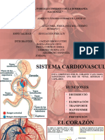 Funcionamiento Del Sistema Cardiovascular