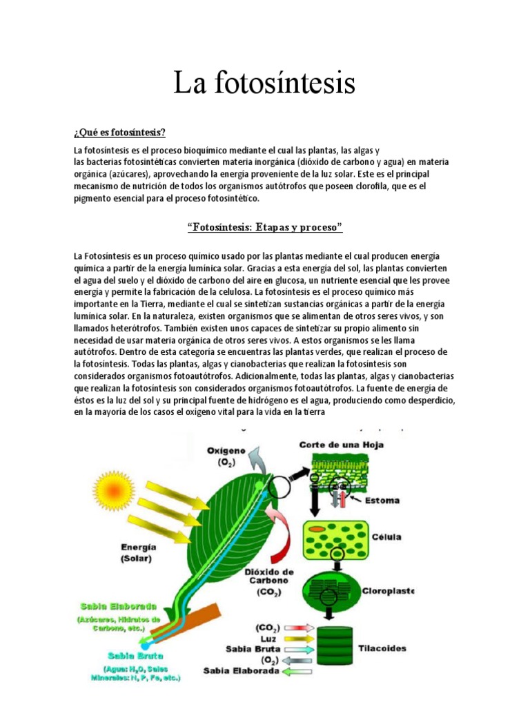 La Fotosíntesis | PDF | Fotosíntesis | Plantas