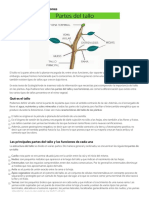 Partes del tallo y sus funciones - ecologiaverde.com