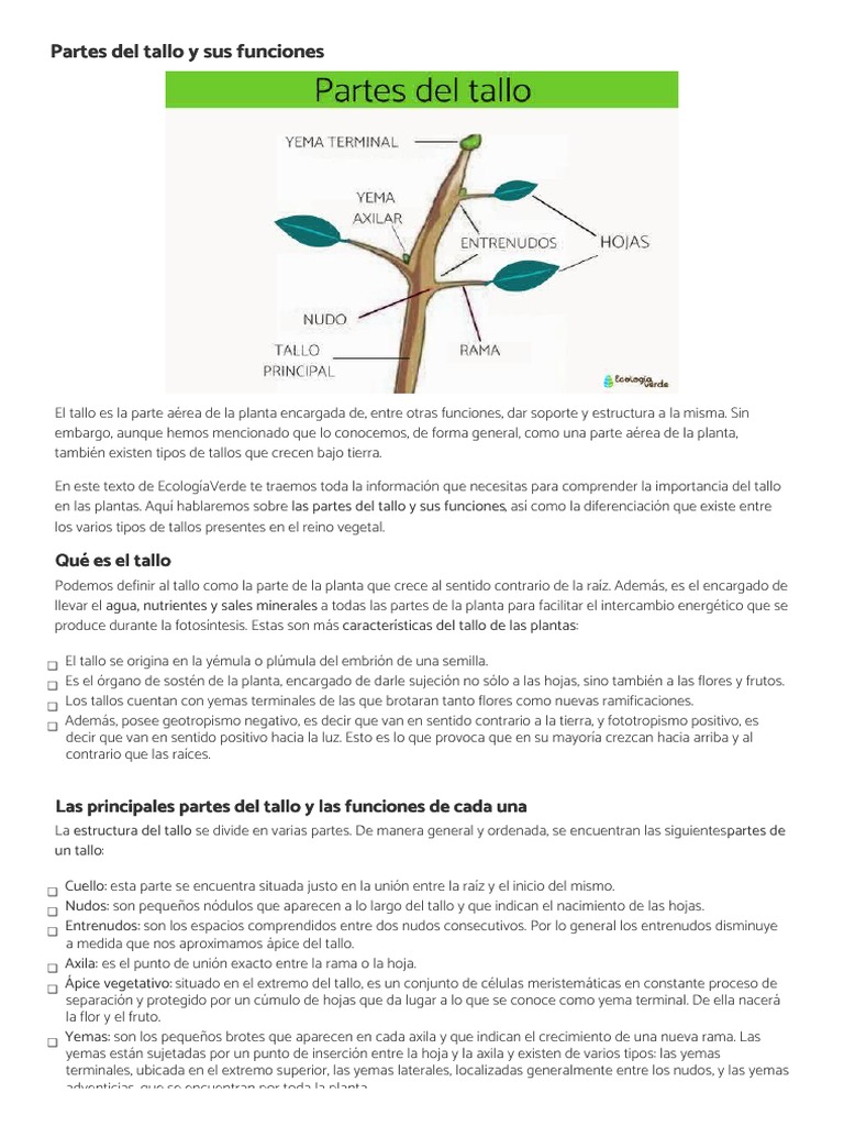 Partes y funciones del tallo vegetal | PDF | Tallo de la planta | Plantas