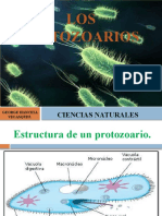 Los protozoarios: organismos microscópicos unicelulares