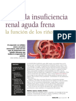 Cómo La Insuficiencia Renal Aguda Frena: La Función de Los Riñones