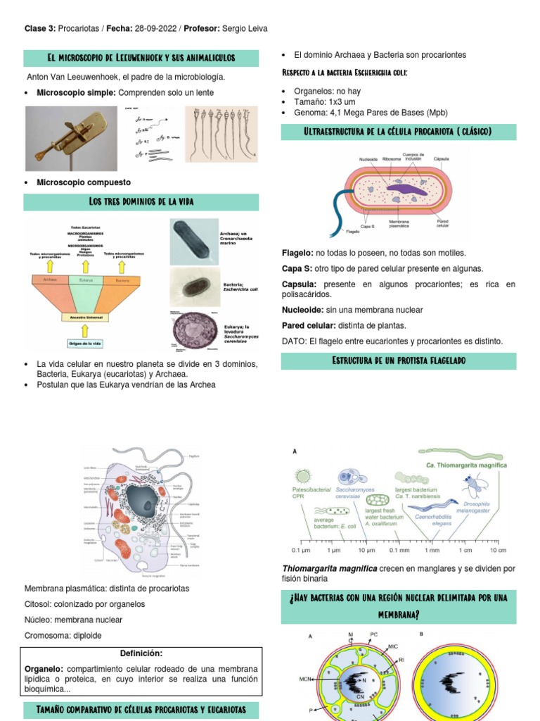 Clase 3 - Procariotas | PDF | Las bacterias | Bacterias Gram Positivas