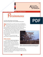 Persimmons 2015