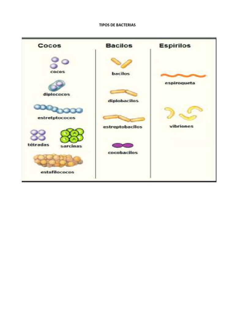 Tipos de Bacterias | PDF