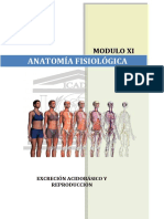 Módulo 11 Anatomia Fisiológica