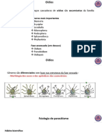 Os principais gêneros de fungos causadores de oídios