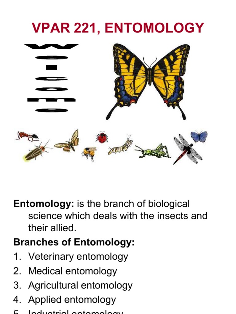 Lecture 1 | Download Free PDF | Pupa | Insects