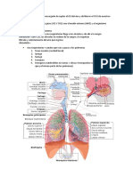 Sistema Respiratorio