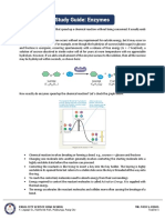 Study Guide Enzymes