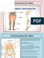 Osteologia de Mmii