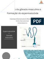 Formação Gônada Masculina e Espermatogênese