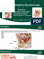 Aparato Reproductor Masculino