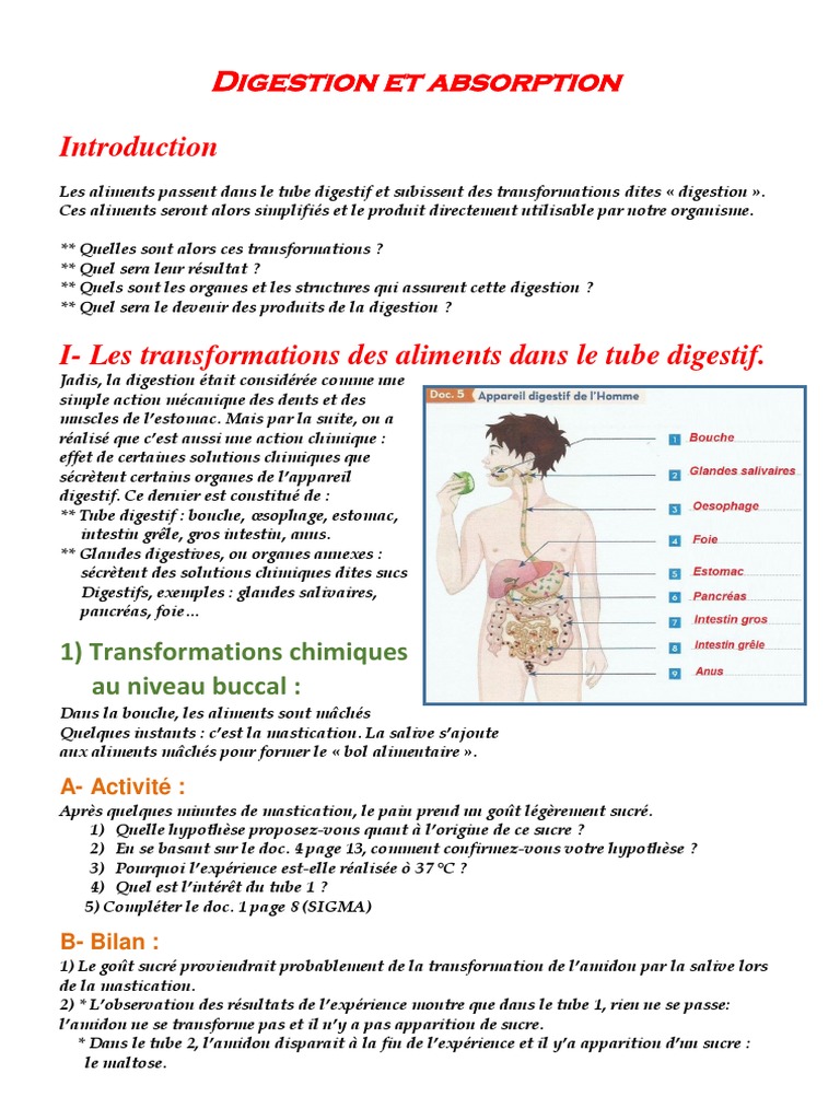 Digestion Et Absorption | PDF | Estomac | Tractus gastro-intestinal