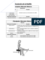 Articulación Rodilla