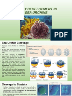 Early Development in Sea Urchin